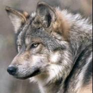 Graywolf