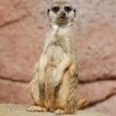 momma meerkat