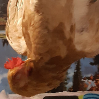 Węgiel_Opałowy69