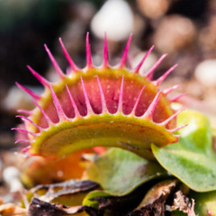 NastyFlytrap