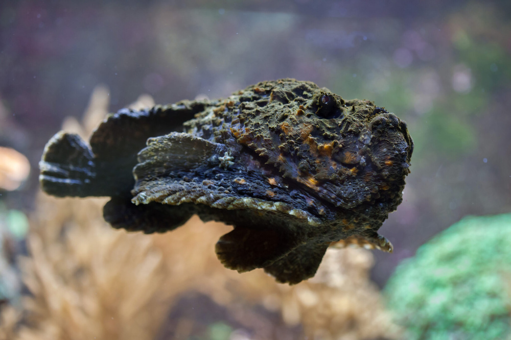 reef-stonefish-scaled.jpg