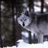 wild camowolf