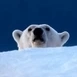 MrPolarBear
