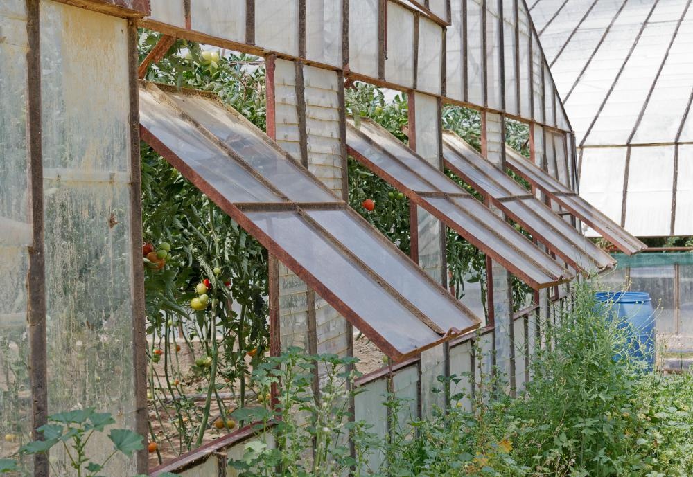 greenhouse-with-windows-and-plants.jpg.841b88e43c0680c4b6b3dd592af2f9f8.jpg