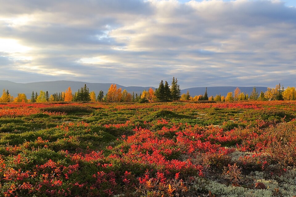Arctic_tundra_in_fall_colors_Kola_Peninsula_Murmansk_Russia(1).jpg.4a6f883b6858426609db9bff31e2b77b.jpg