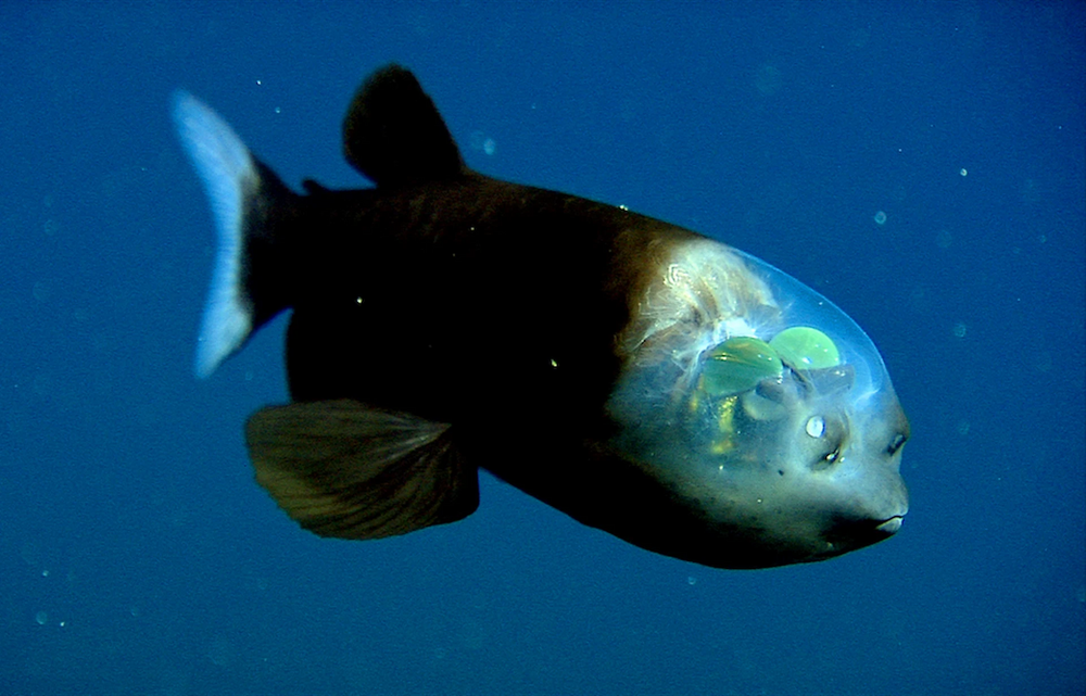 Barreleye.thumb.png.6e2c4e585ed3cf6e5ab997fdec3bf015.png