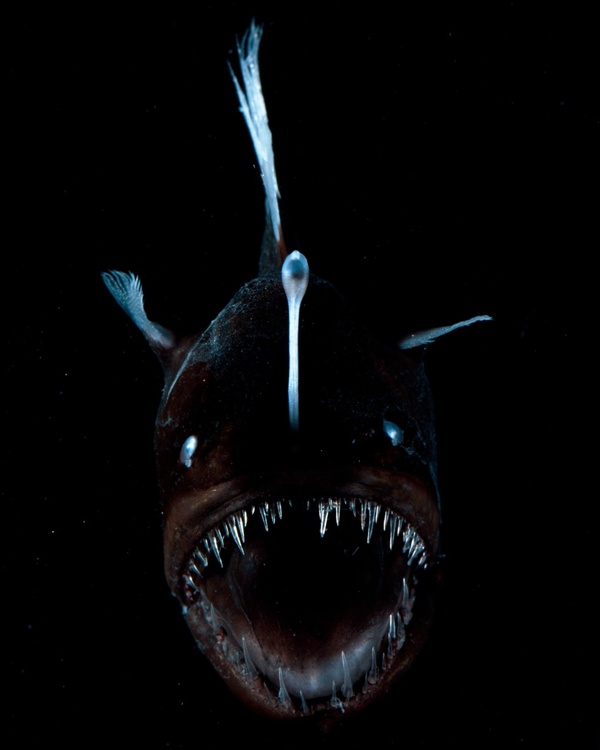 Blackdevilangler2.thumb.jpg.d0391cc7cef063d0cf7301fe5907b721.jpg