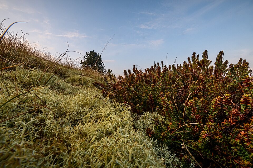 crowberry and reindeer lichen