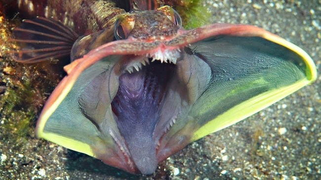 Sarcastic_fringehead.jpg.a6ca91728114520fba412848376babc3.jpg