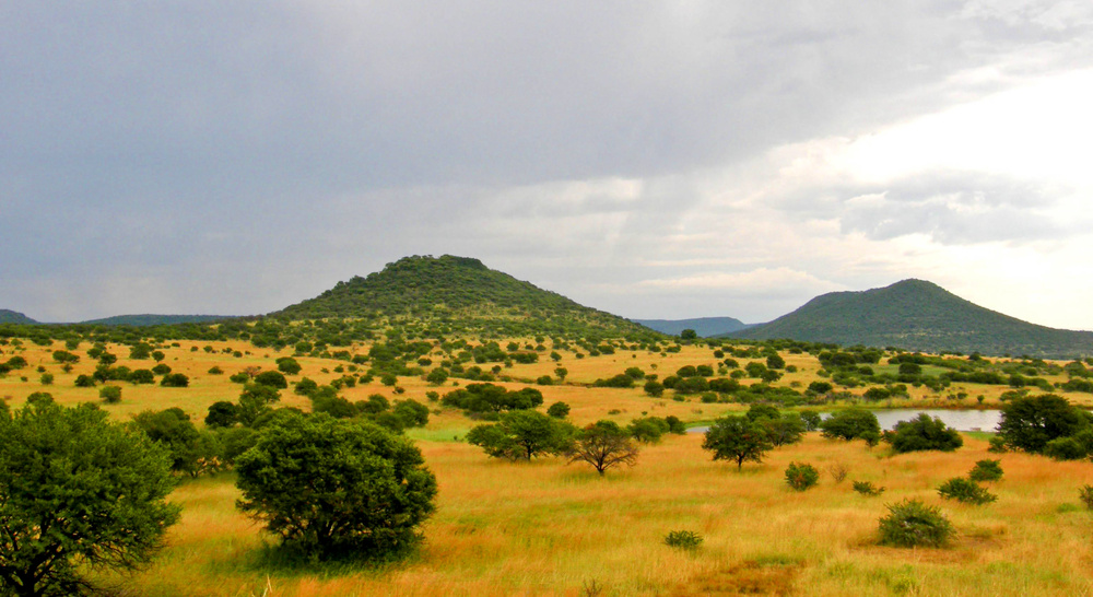 Upland_South_Africa_Savanna.thumb.jpg.16fe6bda158053153037907ddb45ae24.jpg