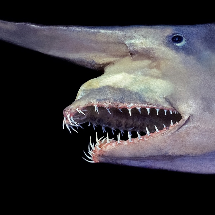 goblin-shark-jaw_square.thumb.jpg.7e810a304c7bd5dbf2088fe73f5ceaf6.jpg