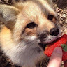 Fire Fox