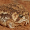 A Rain Frog