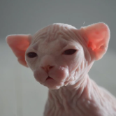 egg11111111111111111111111