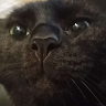 Garythecat