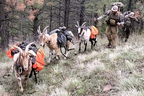 600x400-PACK-GOATS-ON-HILLSIDE.png.7f8f94e87583b840b0d363bc54152ed8.png