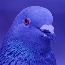PigeonK
