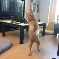 PatchCat