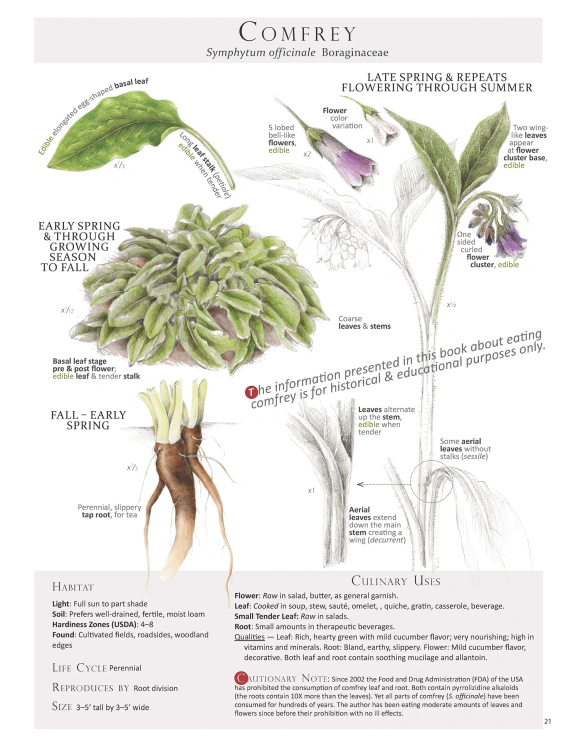 image-asset comfrey.webp