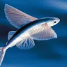 flying_fish