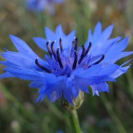metsavana