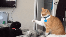 cats-slap-2186386054.gif.90048f2fbc0f4ffd31f8a6b21130b85b.gif