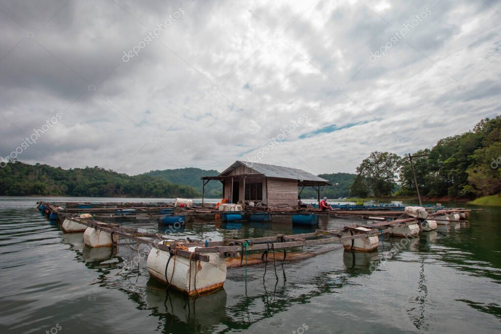 depositphotos_772534600-stock-photo-cages-freshwater-fish-farming-middle-1356707726.thumb.jpg.b8b63bcc27e1dee818ea63fe2a2bcaa8.jpg