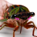 Cicadas