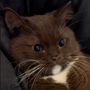 SleepDevil