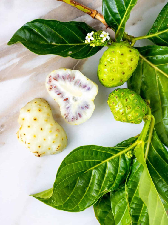 moringa-morinda-citrifolia-plant.jpg