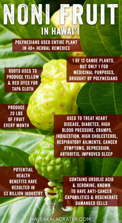 noni-fruit-infographic.jpg