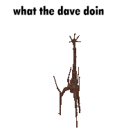 Daquice