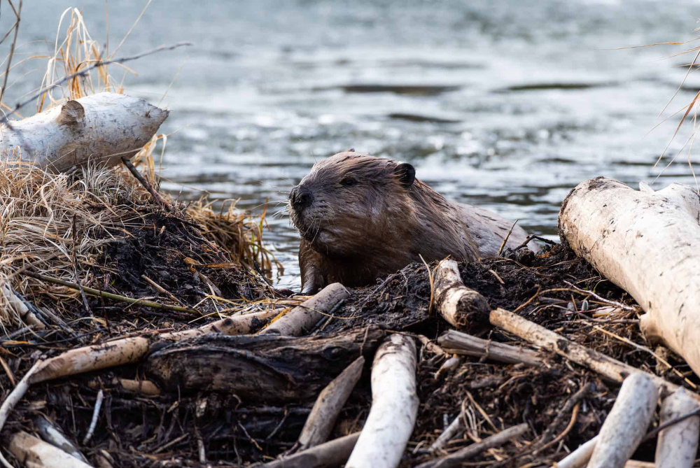 wetbeaver.thumb.jpg.152a2374d077a7ff5ee61aeaac479f3a.jpg