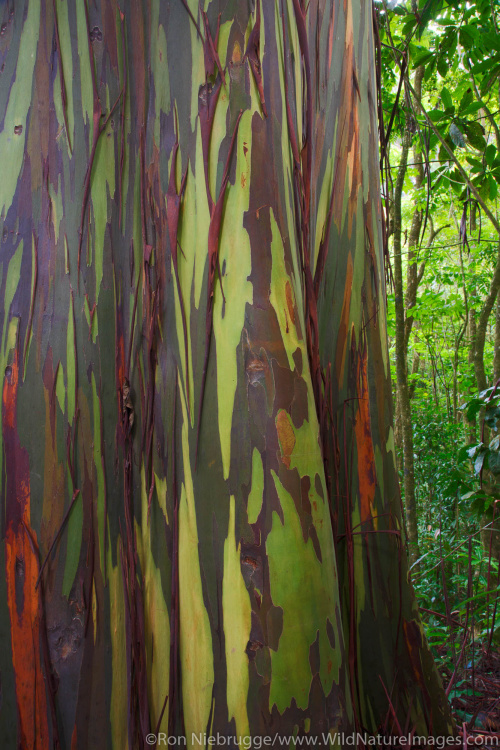 131202-033-Rainbow-Eucalyptus-Trees.jpg